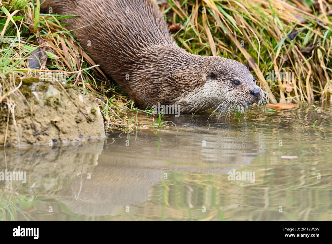 Europäischer Otter (Lutra lutra), weiblich am Ufer eines Teiches, gefangen, Schweiz, Europa Stockfoto