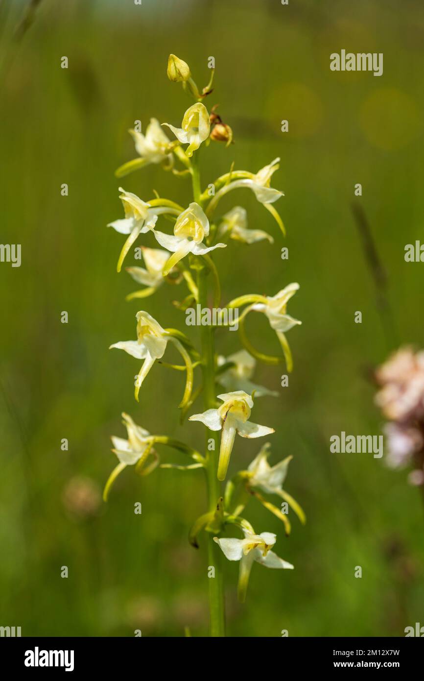 Schmetterlingsorchidee, Bergwaldhyazinthen, Platanthera Chlorantha Stockfoto