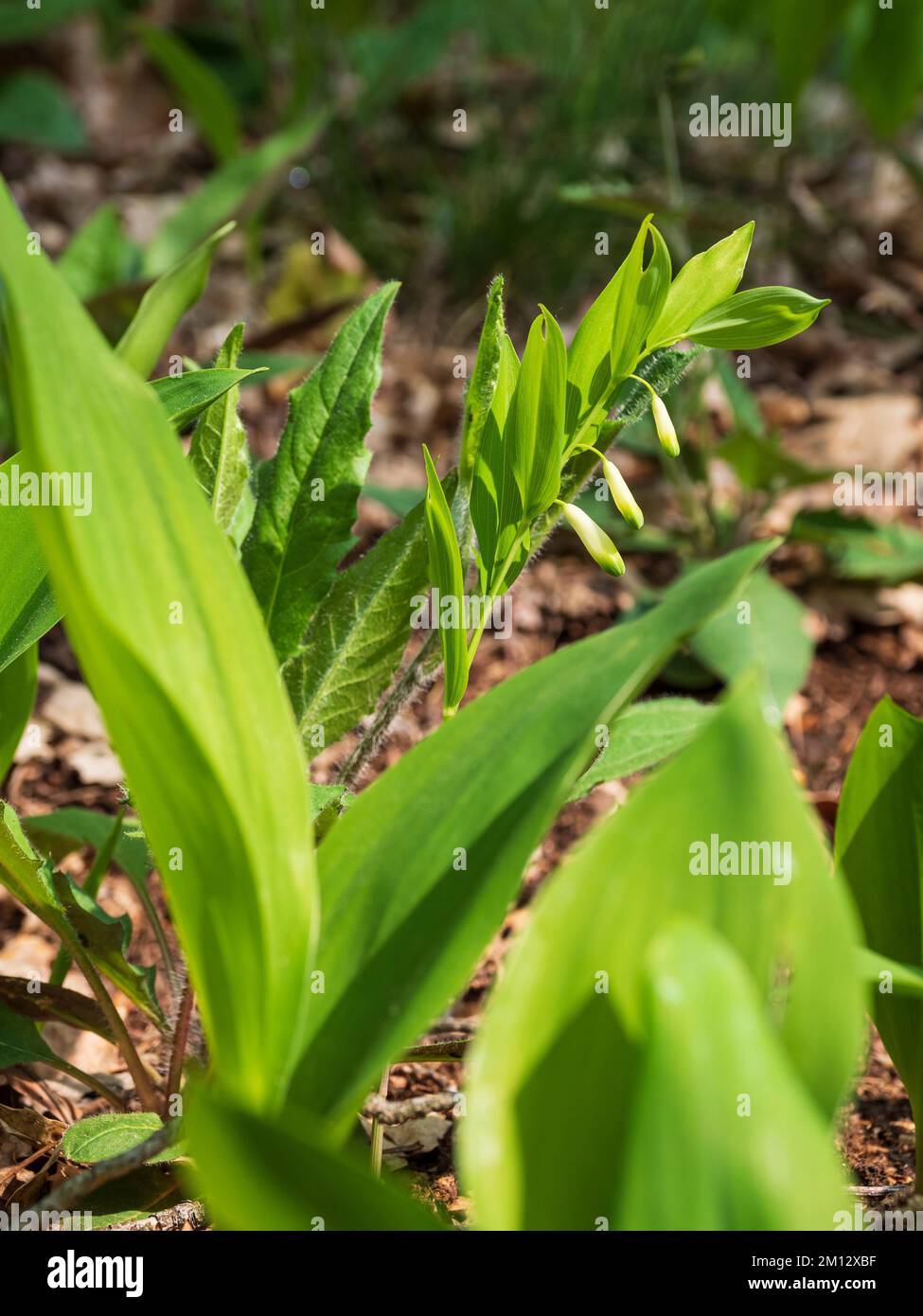 Echte Solomon-Robbe, Polygonatum odoratum, Solomon-Robbe Stockfoto