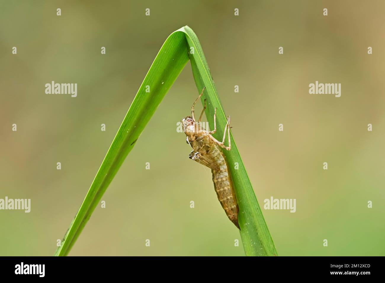 Libellen-Larve, südlicher Falke (Aeshna cyanea), Schweiz, Europa Stockfoto
