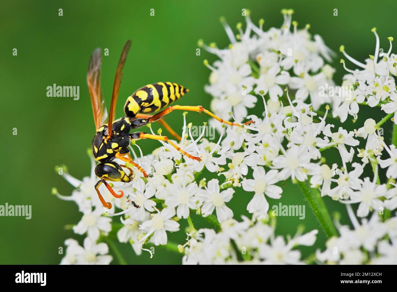 Ackerwespe (Polistinae), auf Blume, Schweiz, Europa Stockfoto