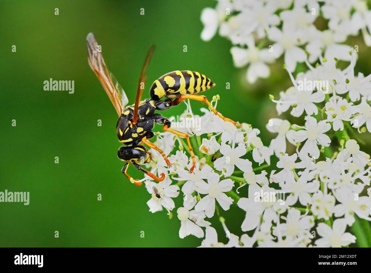 Ackerwespe (Polistinae), auf Blume, Schweiz, Europa Stockfoto