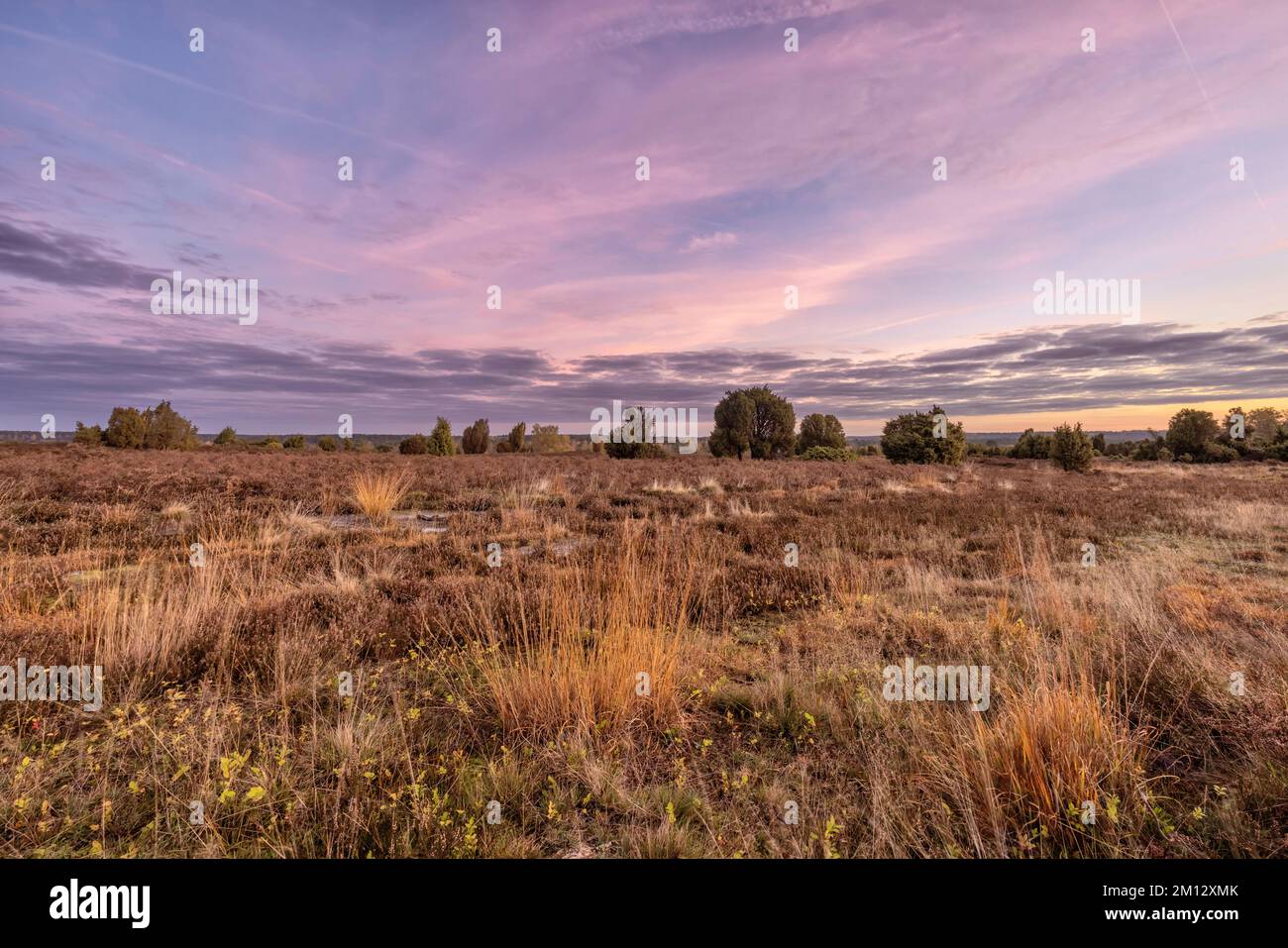 Sonnenaufgangsatmosphäre im Lüneburger Heide-Naturschutzgebiet im ...