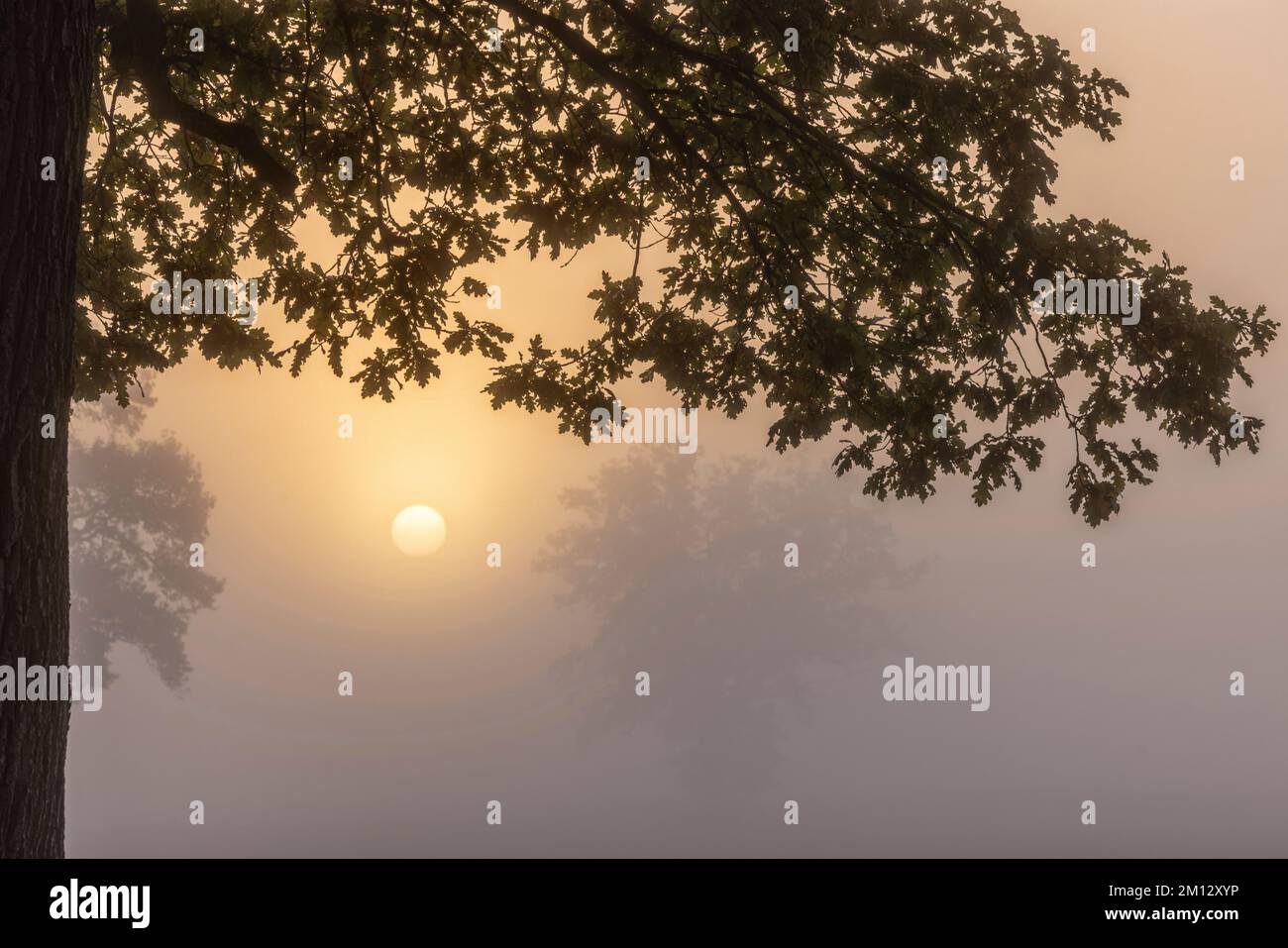 Diffuser Sonnenaufgang im dichten Nebel über einem Feld im Elbtal Niedersachsens Stockfoto