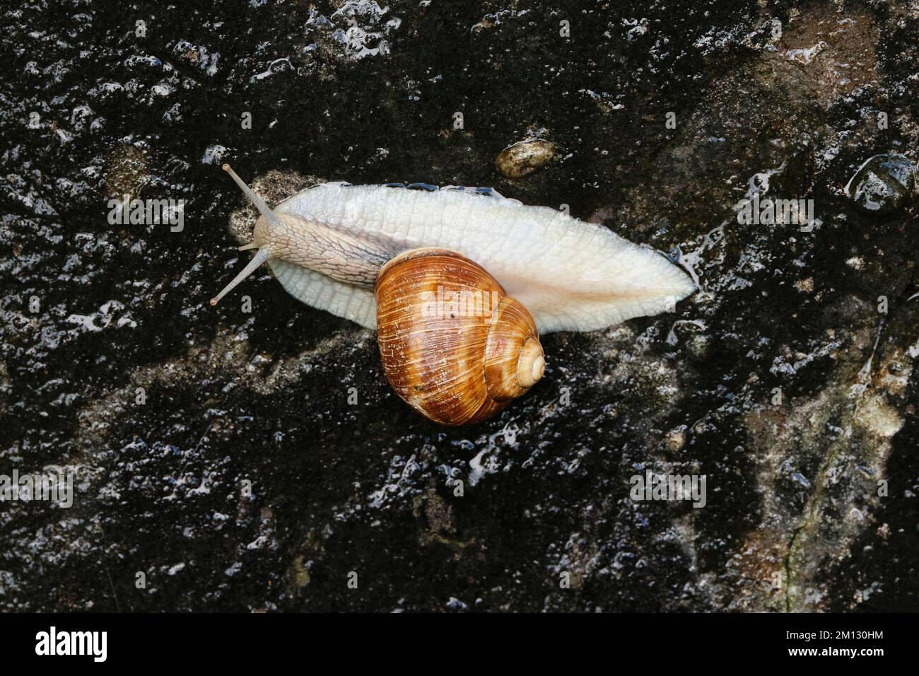 Burgunderschnecke (Helix pomatia), Schweiz, Europa Stockfoto