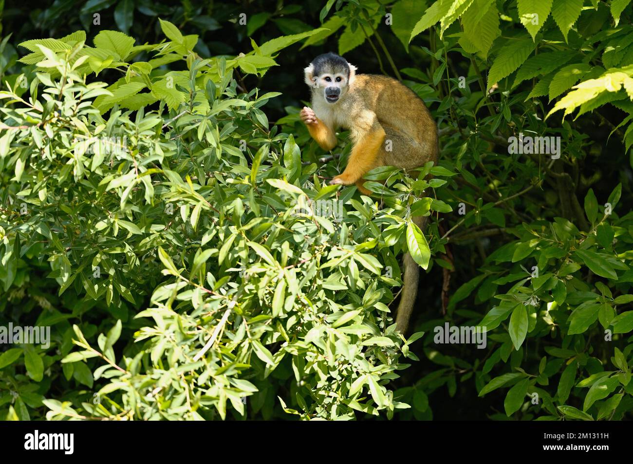 Eichhörnchenaffe mit schwarzer Krone (Saimiri boliviensis), in Gefangenschaft, Schweiz, Europa Stockfoto