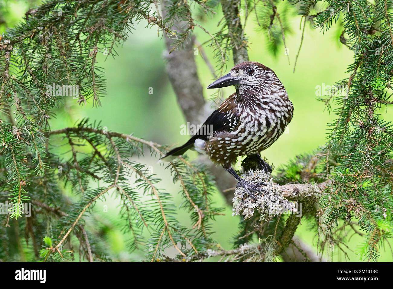 Flecknussknacker (Nucifraga caryocatactes), sitzt auf einem Zweig in einer Tanne, Schweiz, Europa Stockfoto