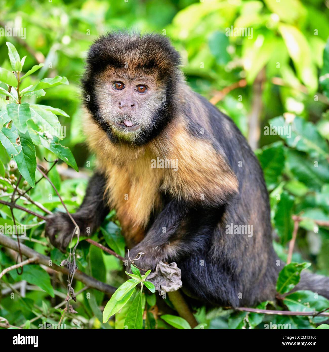 Goldbauchkapuchin (Cebus xanthosternos), Affe, gefangen, Schweiz, Europa Stockfoto
