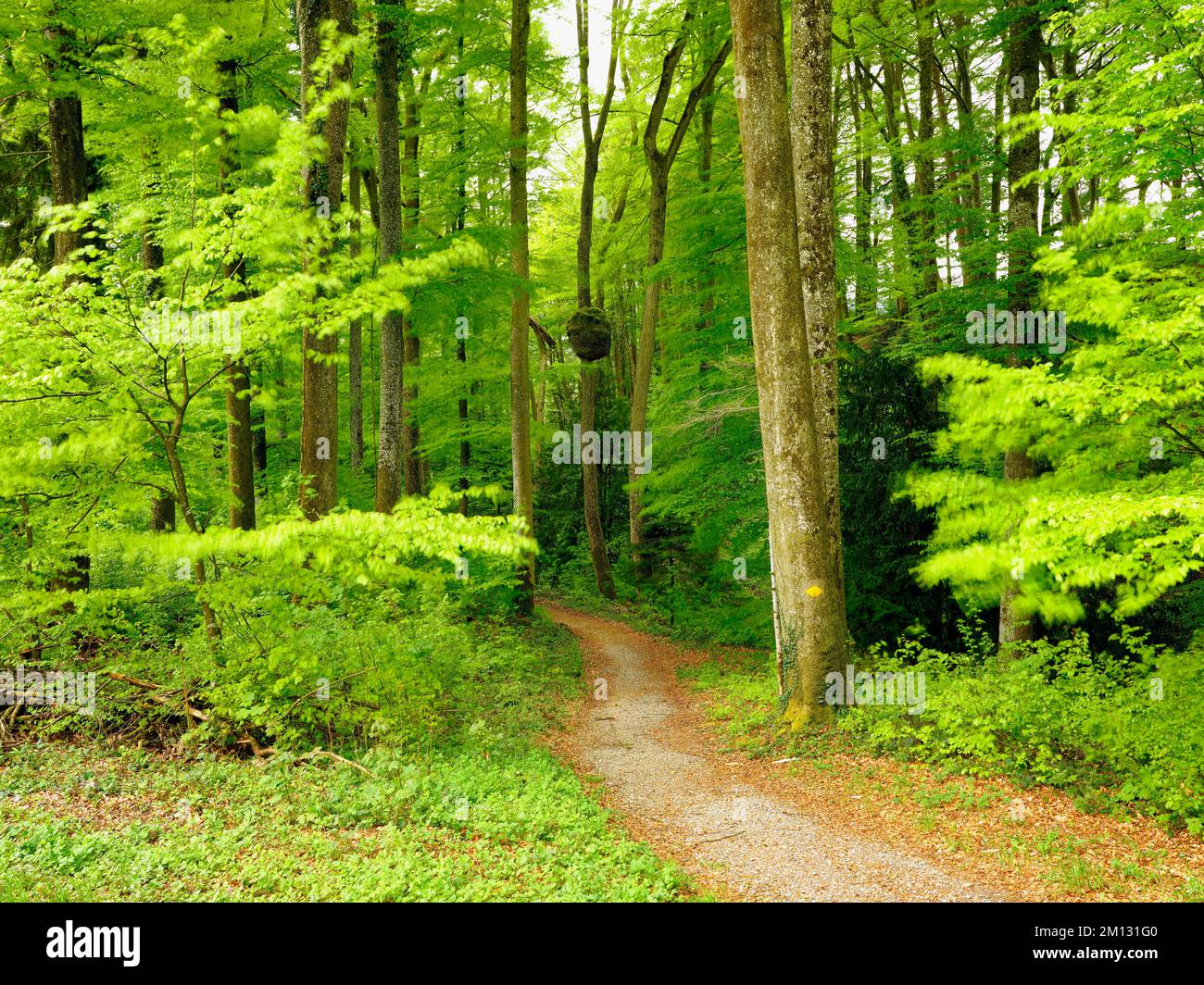 Der Fußweg führt durch den Buchenwald bei Leaf Emergence, Canton Zug, Schweiz, Europa Stockfoto
