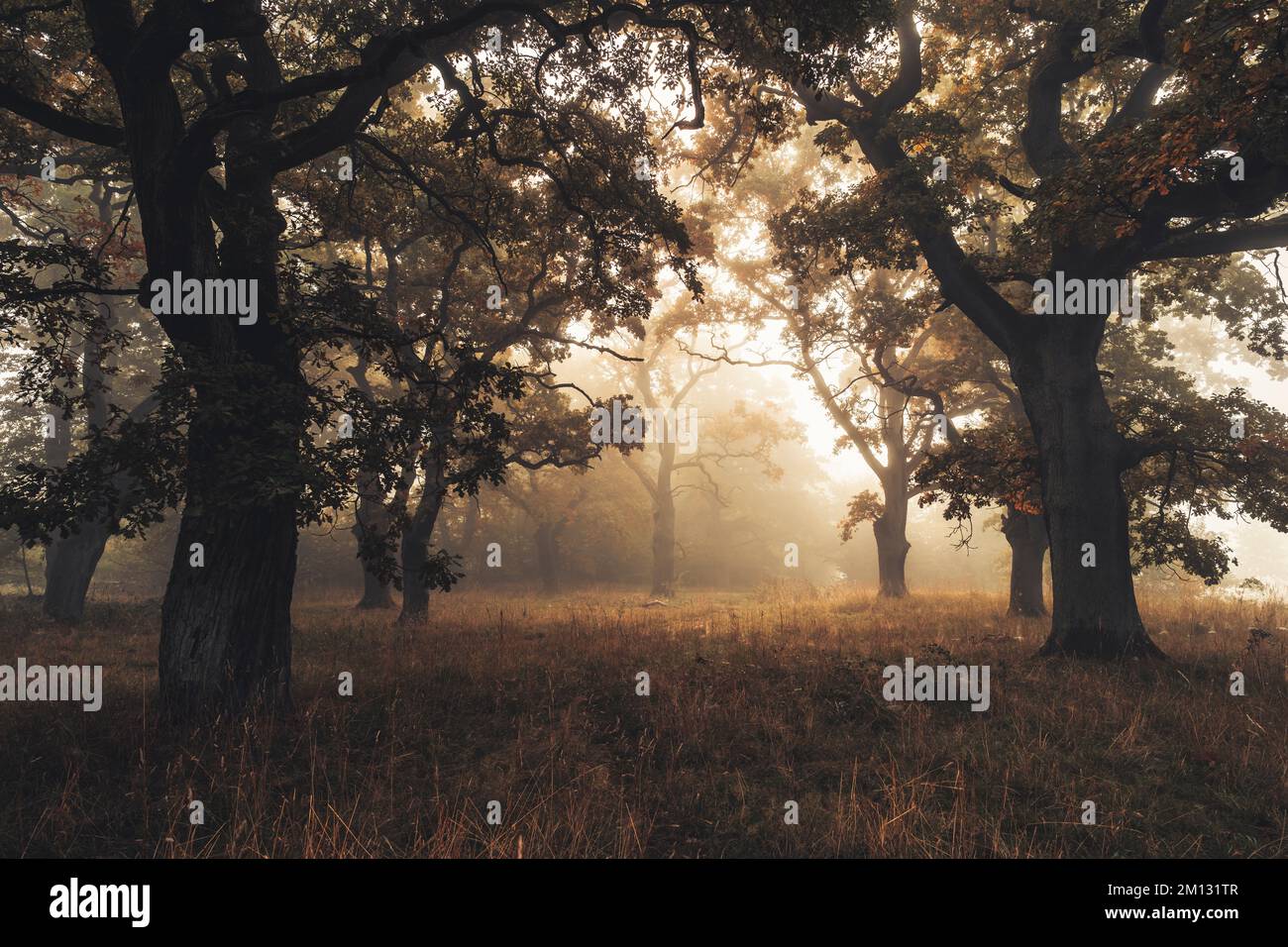 Alte Eichen im Naturschutzgebiet Dönche in Kassel, herbstliche, mystische Atmosphäre mit Nebel, eine Lichtung auf dem Weg Stockfoto
