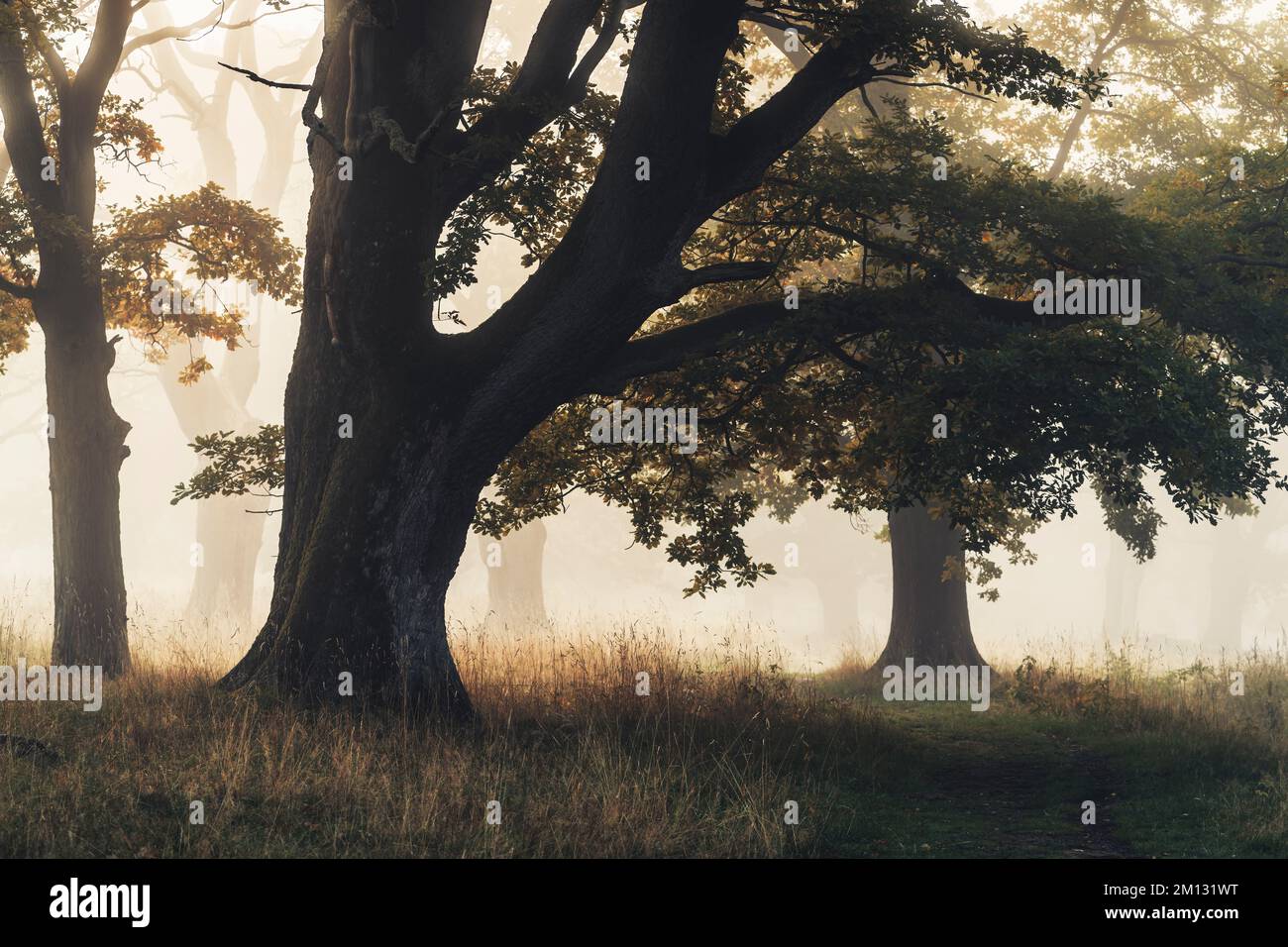 Alte Eichen im Naturschutzgebiet Dönche in Kassel, herbstliche, mystische Atmosphäre mit Nebel, eine Lichtung auf dem Weg Stockfoto