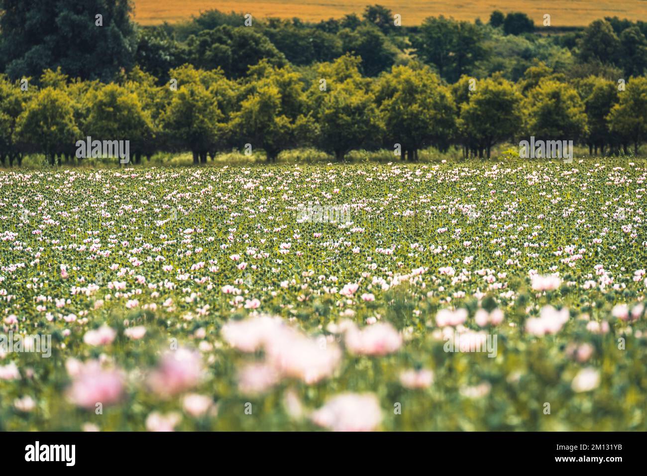 Mohnfeld mit rosa Mohnblumen in der Sonne, verschwommener Vordergrund, eine Reihe von Bäumen am Horizont Stockfoto