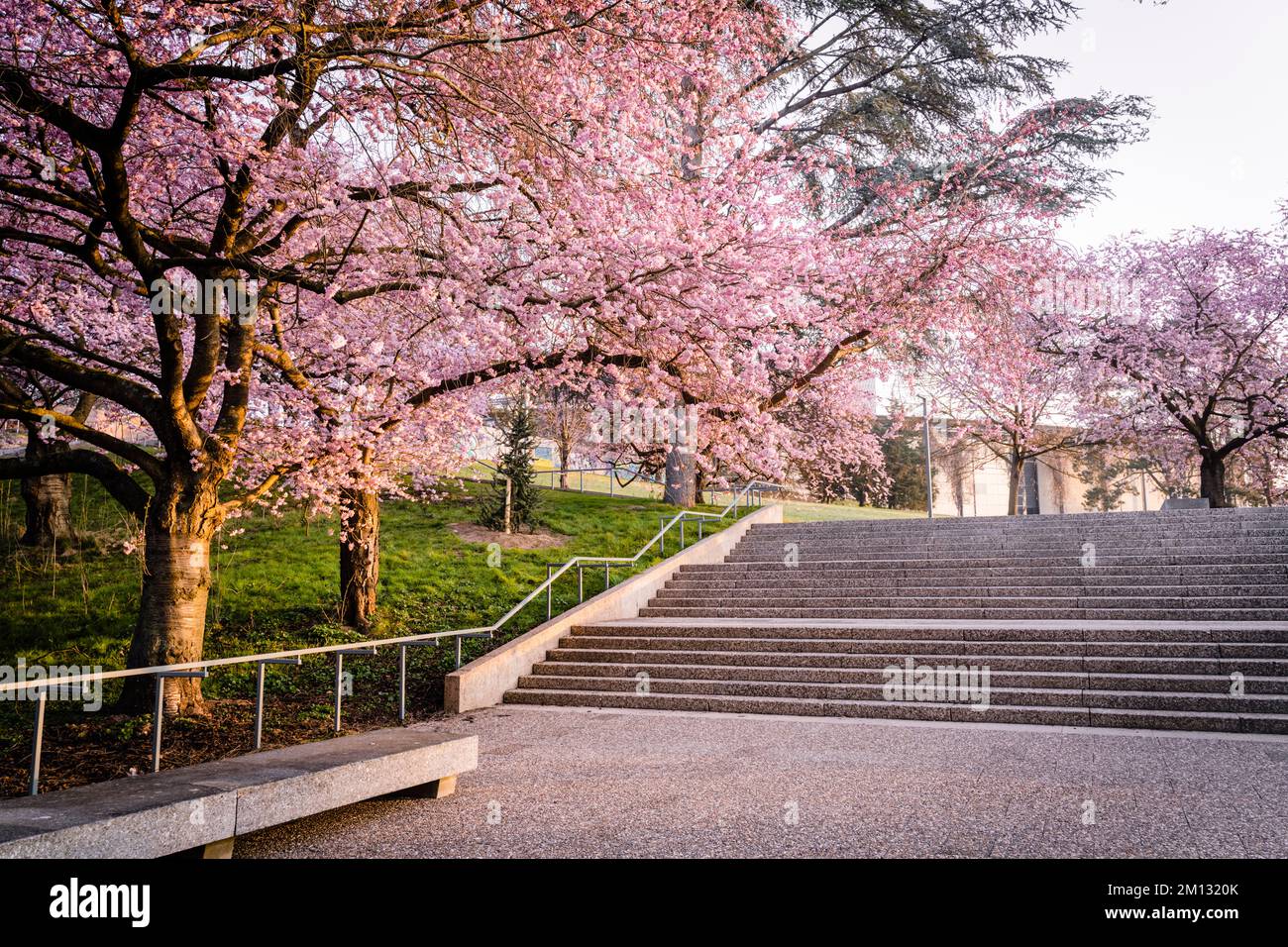 Japanische Zierkirsche in Blüte, Frühlingssonne, mehrere Bäume, Morgenstimmung mit Sonnenlicht in Kassel Stockfoto