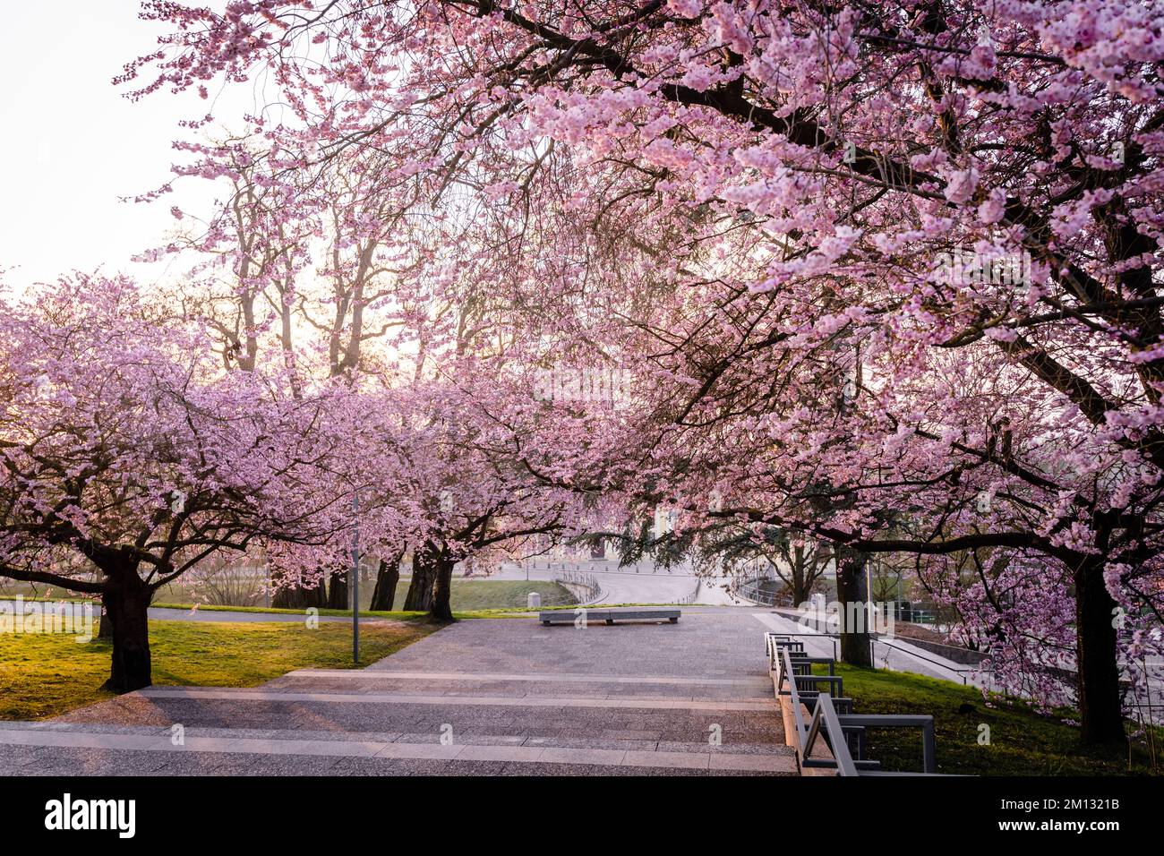 Japanische Zierkirsche in Blüte, Frühlingssonne, mehrere Bäume, Morgenstimmung mit Sonnenlicht in Kassel Stockfoto