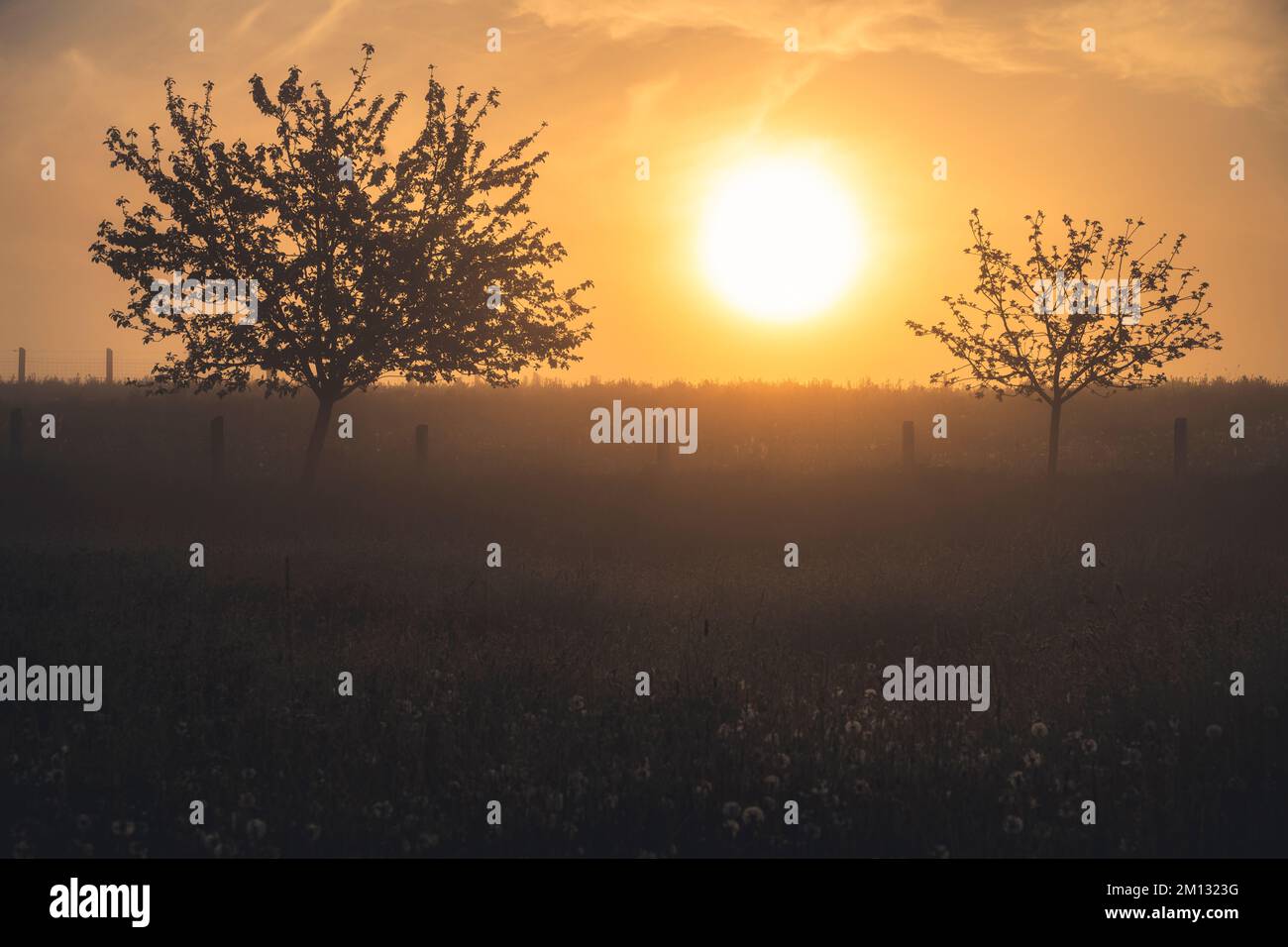 Sonnenaufgang mit Erdnebel auf einem Feld im Bezirk Kassel, Weidezaun mit Lichtstrahlen, Wiese mit Löwenzahn und einzelnen Bäumen Stockfoto