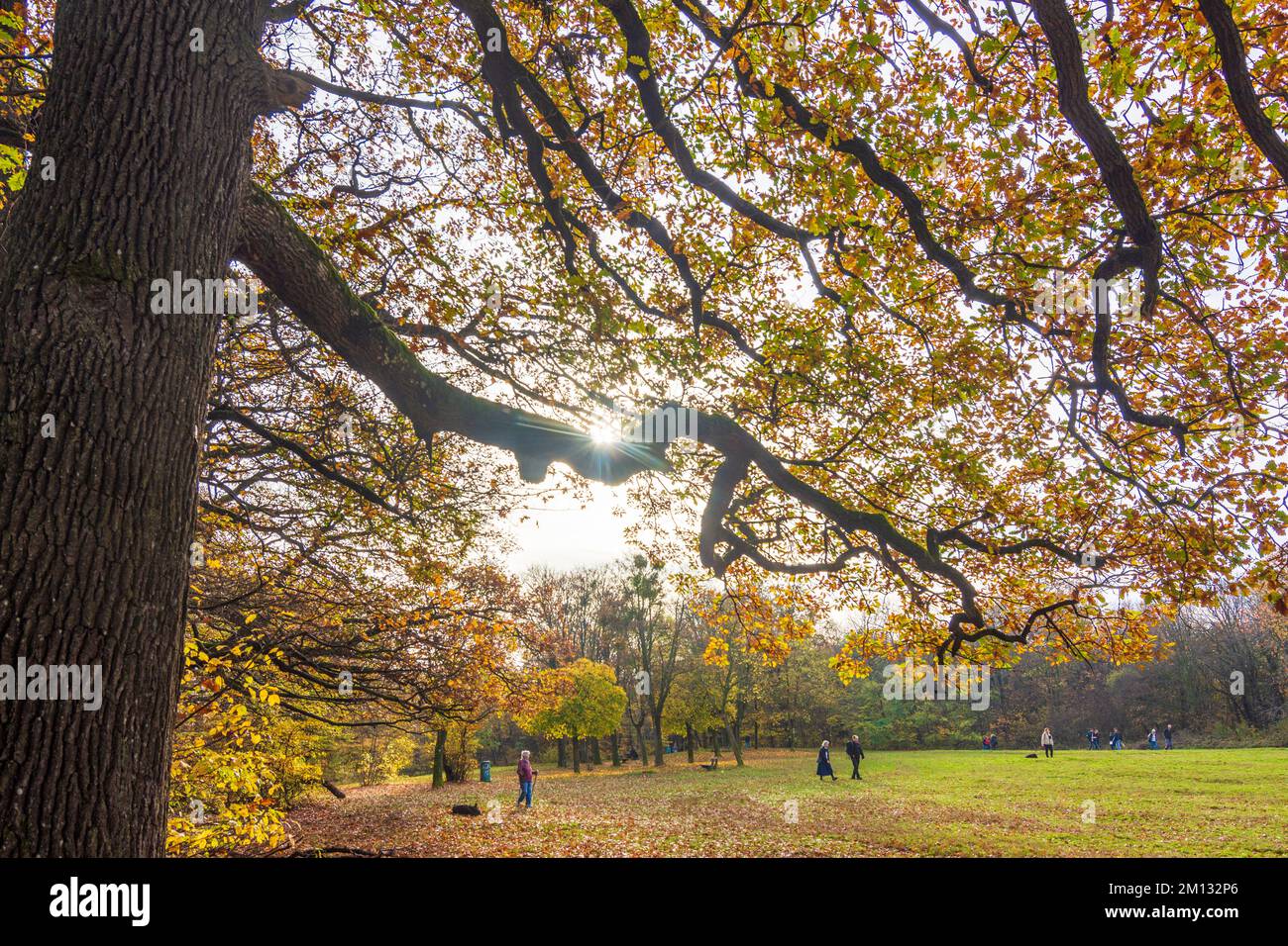 Wien, knorrige Eichen, Herbstfarben auf der Wienerwald Kreuzeichenwiese, Menschen im Jahr 16. Ottakring, Österreich Stockfoto