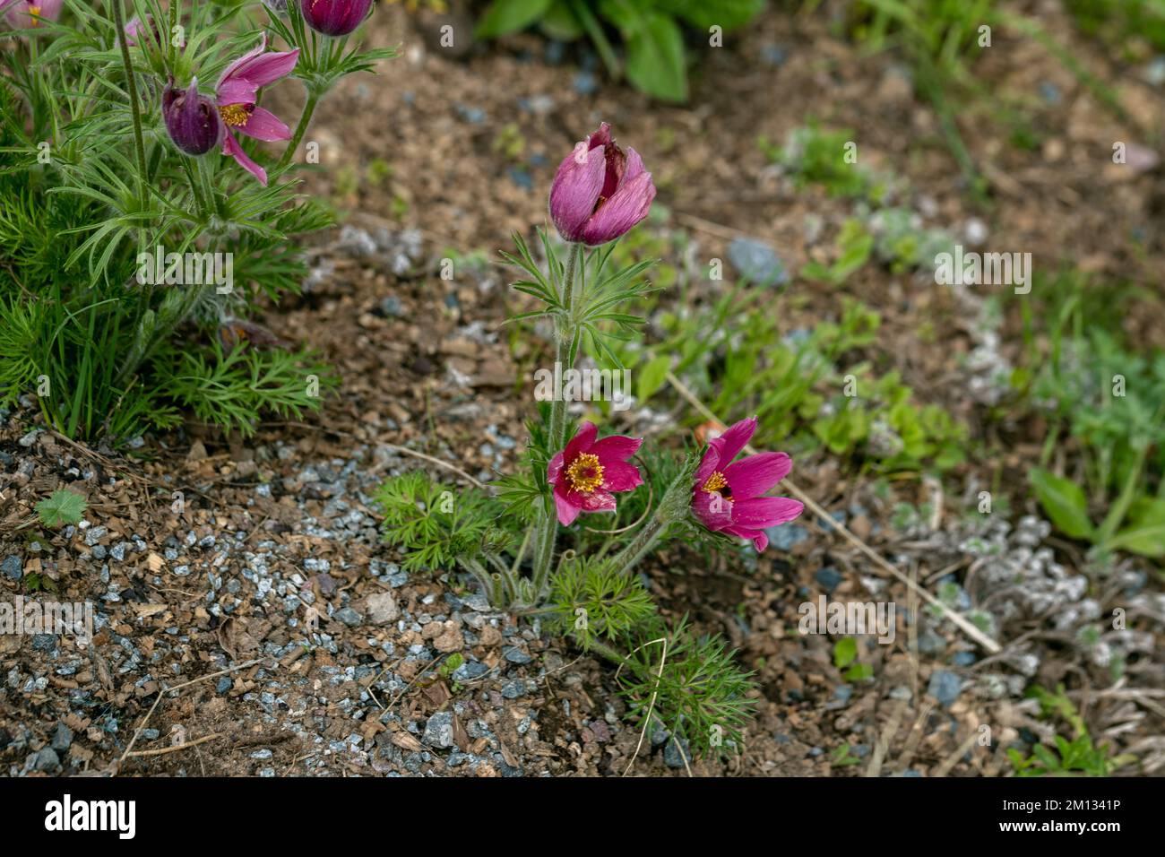 Im Frühling blüht die Pulsatilla vulgaris im Garten rot Stockfoto