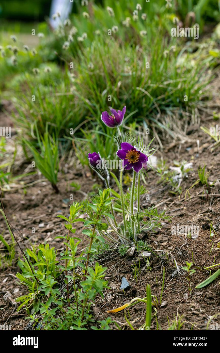 Im Frühling blüht die Pulsatilla vulgaris im Garten rot Stockfoto