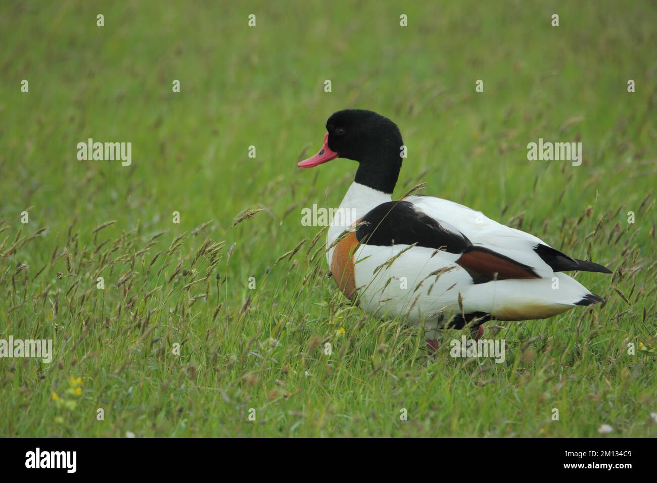 Weibchen (Tadorna tadorna) auf einer Wiese, De Petten, Mokbaai, Nationaal Park Duinen, Texel, Nordholland, Niederlande Stockfoto