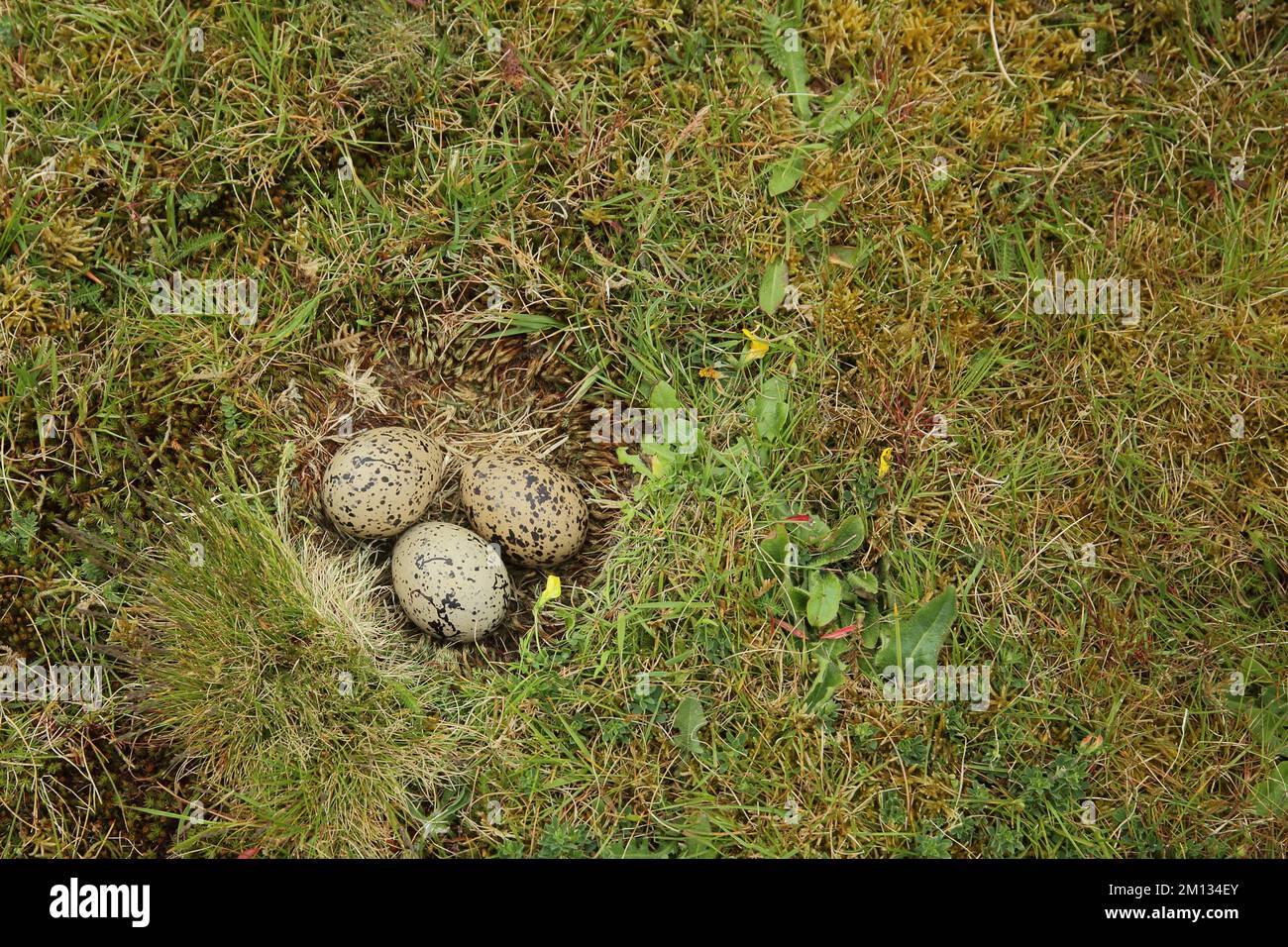 Brut mit drei Eiern im Nest des eurasischen Austernfleisches (Haematopus ostralegus), Art, Vogeleier, gemahlen, Zuchthühner, Fort de Schans, O Stockfoto