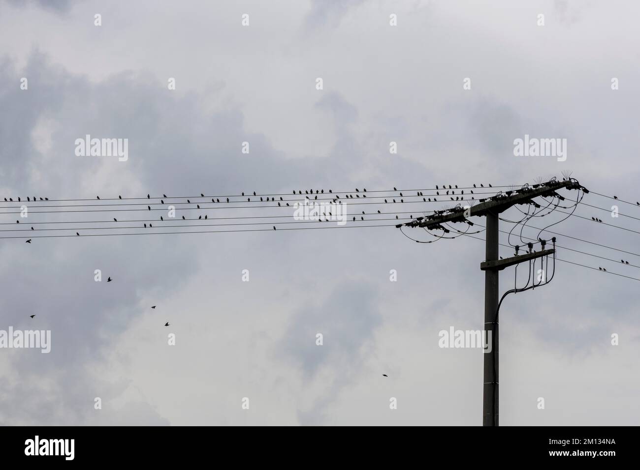 Starlings (Sturnus vulagris) Vogelwanderung, Strommasten, Stromleitungen, Versammlungsort, Baden-Württemberg Stockfoto