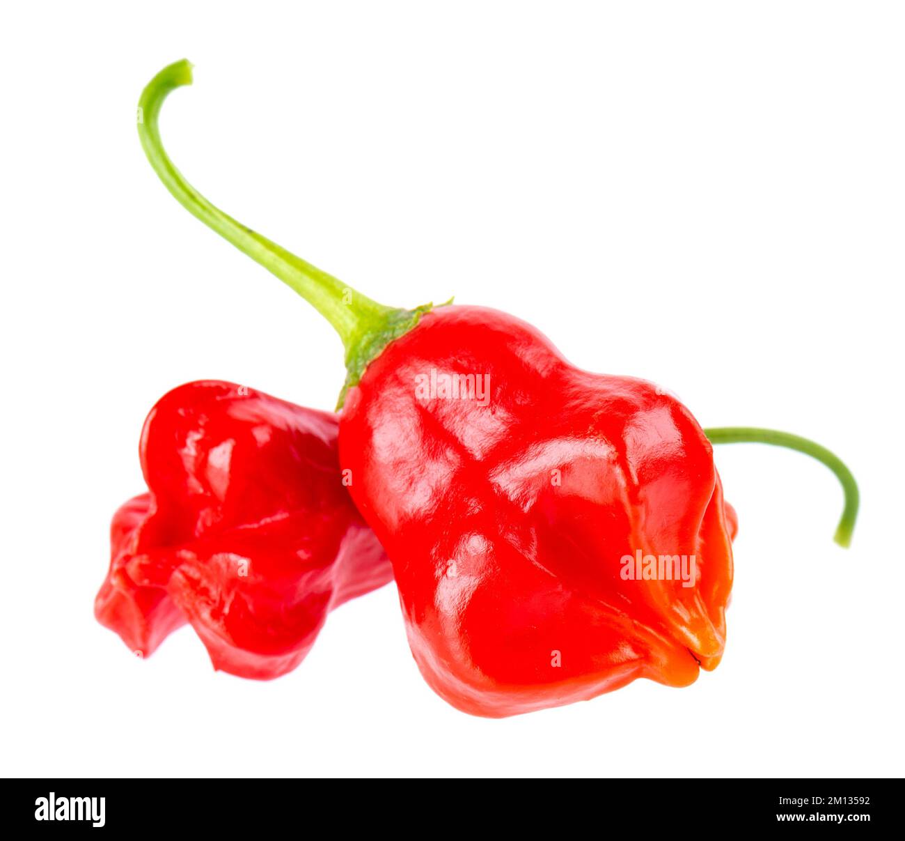 Reife rote Chili-Paprika, isoliert auf weißem Hintergrund. Capsicum Baccatum oder Bishops Kronenpfeffer Stockfoto