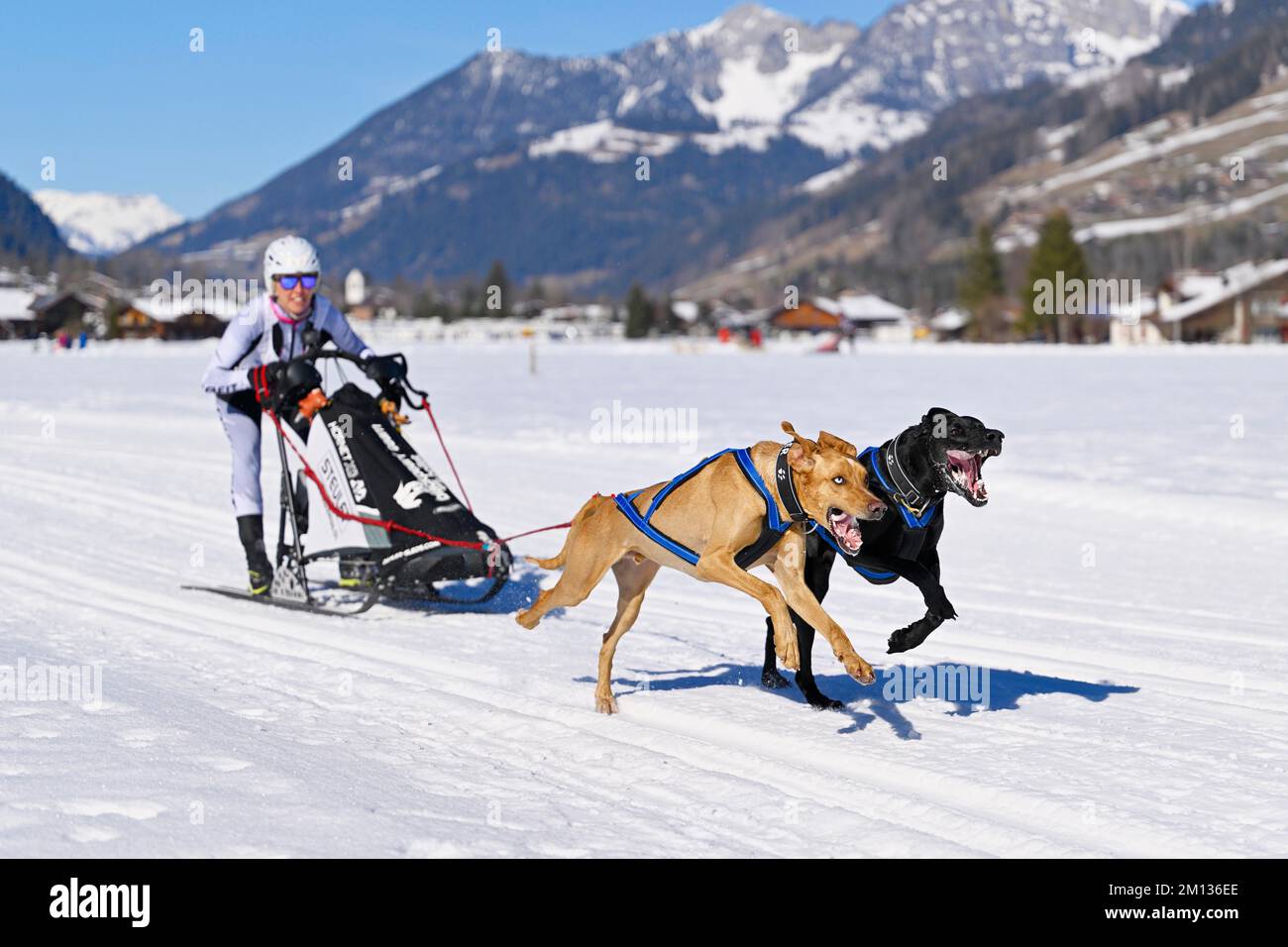 Musher mit zwei europäischen Schlittenhunden, beim Schlittenhunderennen in Lenk 2022, Schweiz, Europa Stockfoto