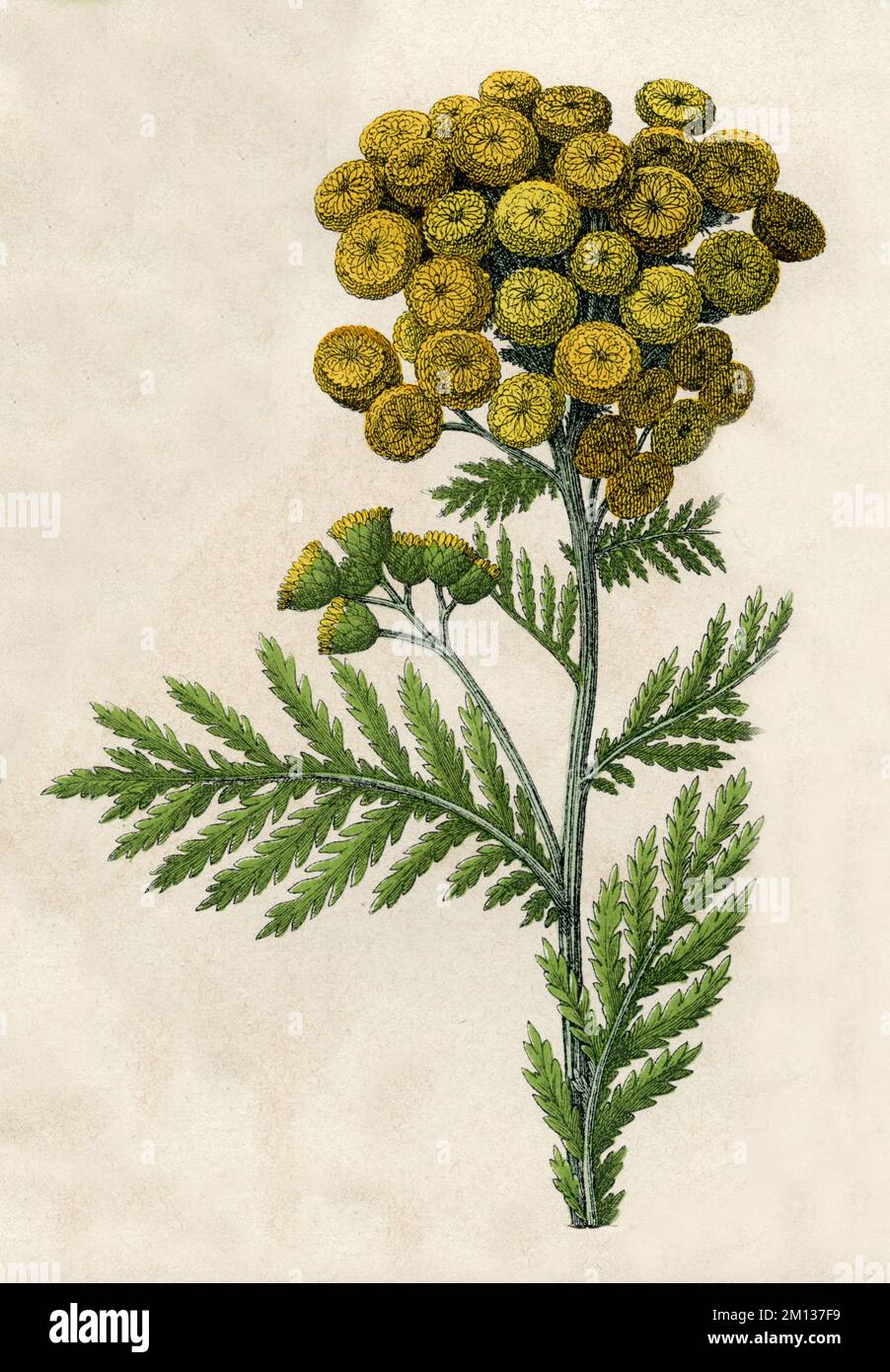 Tansy Tanacetum vulgare SYN. Chamaemelum tanacetum, (Botanisches Buch, 1879), Rainfarn Stockfoto