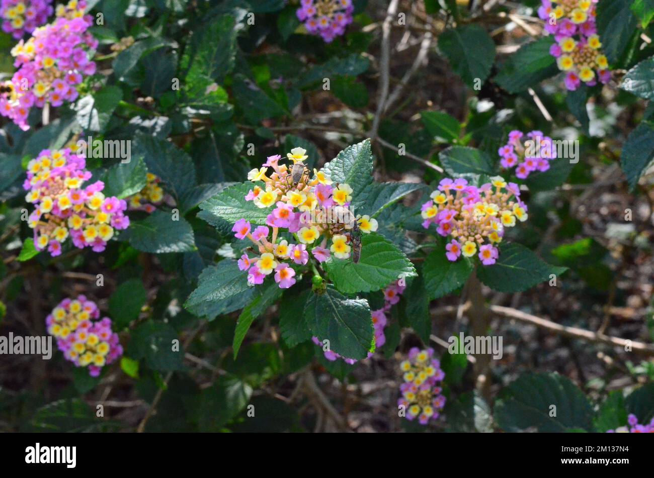 Kleine rosa-gelbe Blüten, die auf dunkelgrünen Blättern wachsen Stockfoto