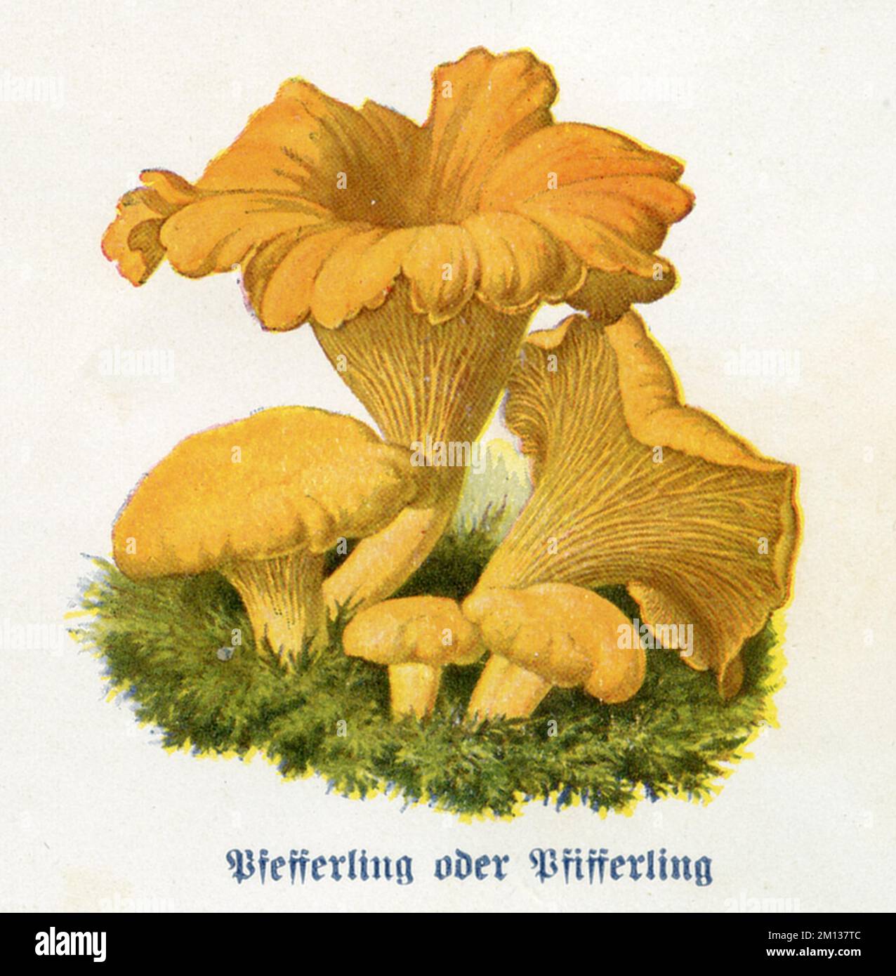 Pfifferling, goldene Pfifferelle oder girolle Cantharellus cibarius (Haushaltsbuch, 1912), Pfifferling Stockfoto