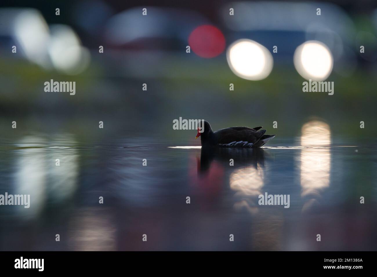 Moorhen schwimmt inmitten der städtischen Lichtreflexionen Stockfoto