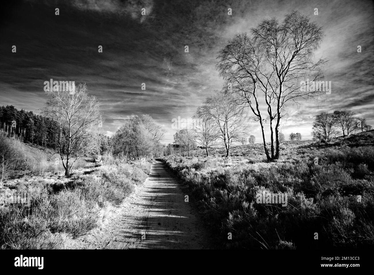 Schwarzweißfoto der Landstraße Sherbrook Valley im Frühling auf der Cannock Chase AONB Area of Outstanding Natural Beauty in Staffordshire Stockfoto