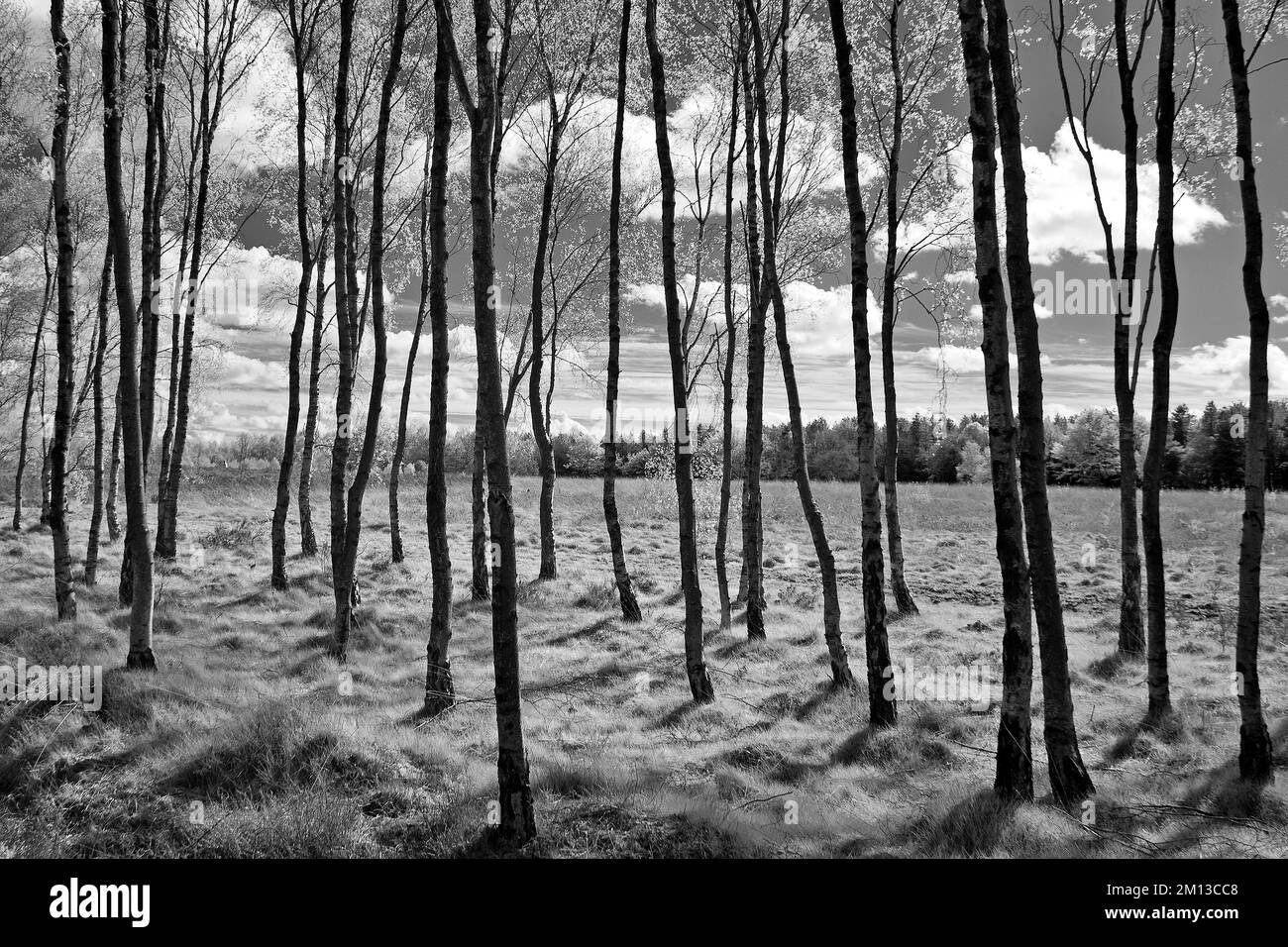 Schwarzweißfoto von Birch Tree Coppice im Frühling auf Cannock Chase AONB Area of Outstanding Natural Beauty in Staffordshire, England Stockfoto