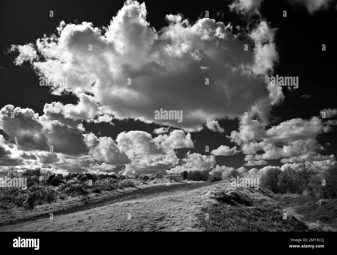 Schwarzweißfoto von blühenden weißen Wolken im Frühling auf der Cannock Chase AONB Area of Outstanding Natural Beauty in Staffordshire, England Stockfoto