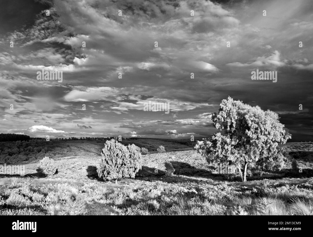 Schwarz-Weiß-Infrarotfoto mit Blick auf die Heiden von Cannock Chase AONB und Umgebung von herausragender natürlicher Schönheit in Staffordshire, England Stockfoto