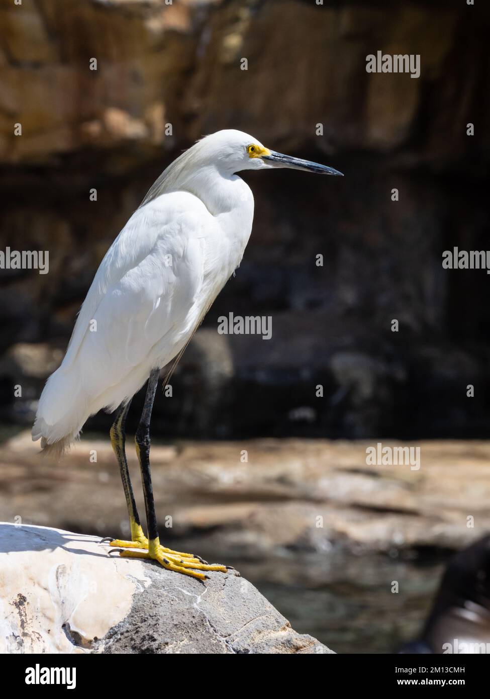 Ein verschneiter Reiher, Egretta thula, hoch oben auf Felsen, wartet auf Essen. Stockfoto