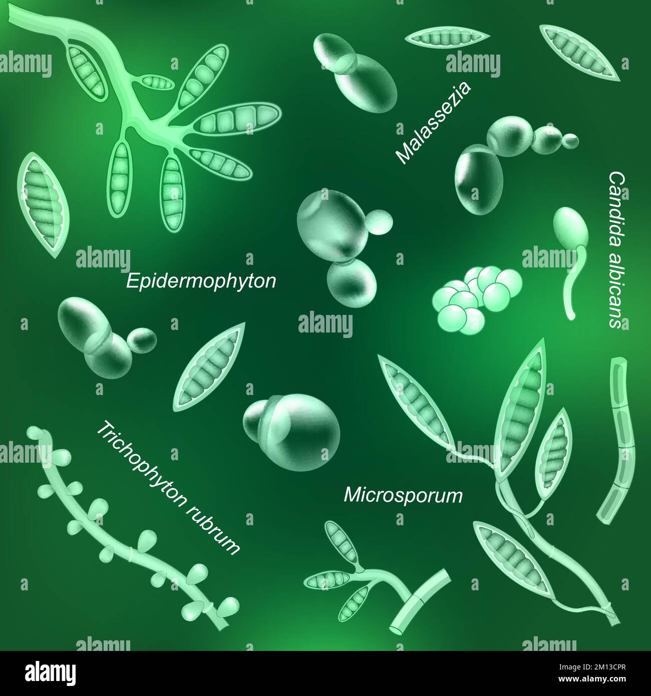 Pathogene Pilze mit Leuchtwirkung auf grünem Hintergrund. Muster gefährlicher Krankheitserreger. Hefe, die Infektionskrankheiten oder Krankheiten verursachen. Saprophyt Stock Vektor
