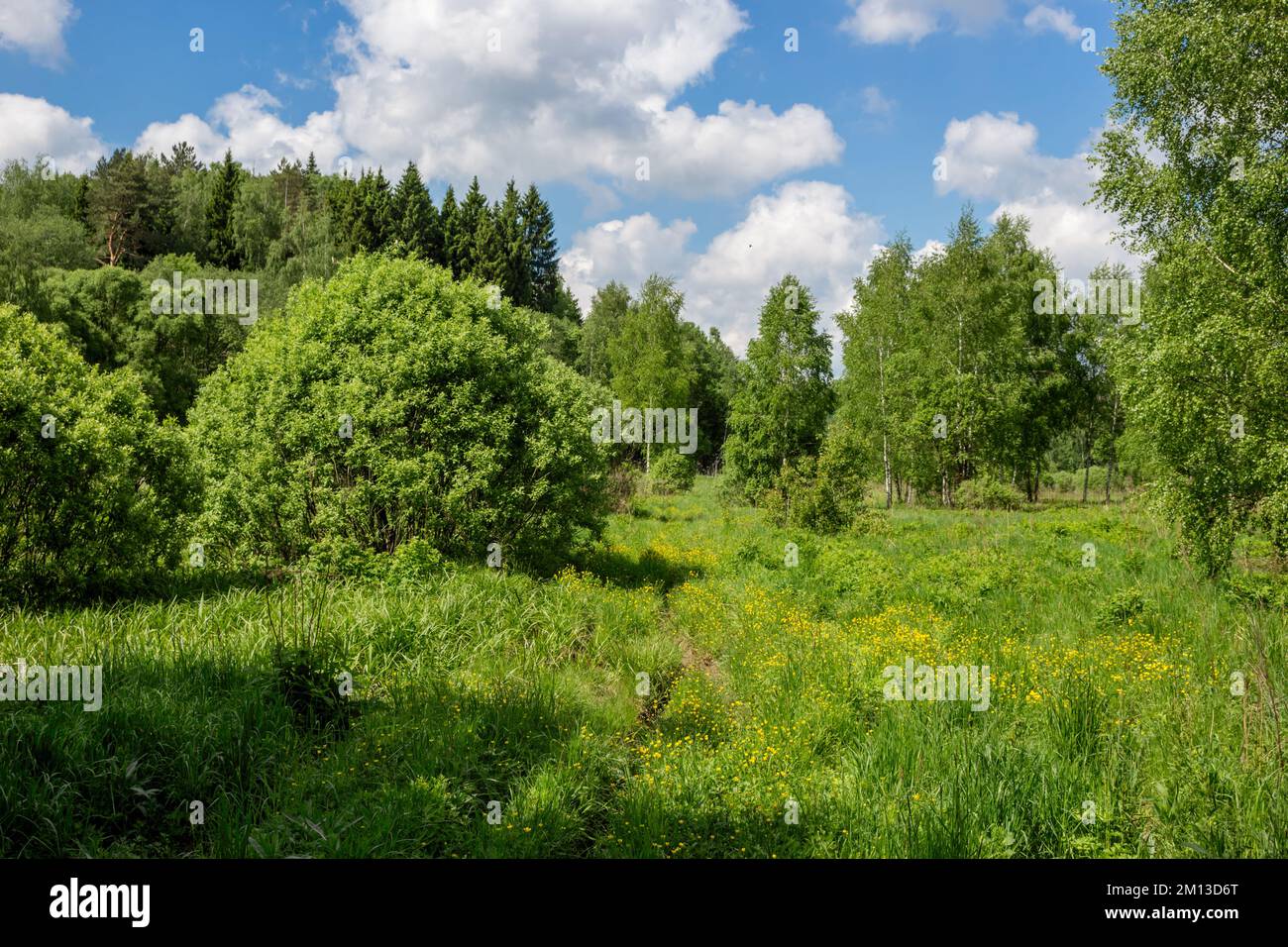 Wildnislandschaft mit Feldern und Wäldern. Wildnis im Gorodjanka-Flusstal, Maloyaroslavetsky-Viertel, Kaluzhskaya-Region, Russland Stockfoto