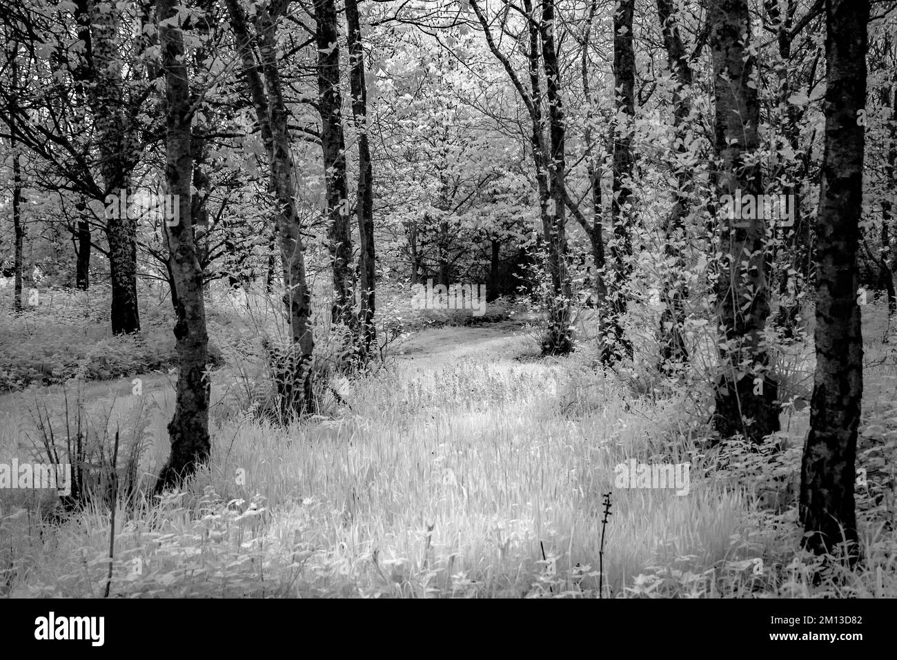 Kunstfoto: Waldlandschaft in wunderschönem Licht am späten Abend mit