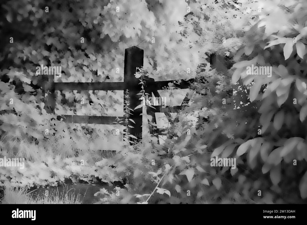 Kunstfoto der Natur in Schwarz-Weiß, ein Bild der Natur im Sommer in den Wäldern und Wäldern von Cannock Chase AONB Stockfoto