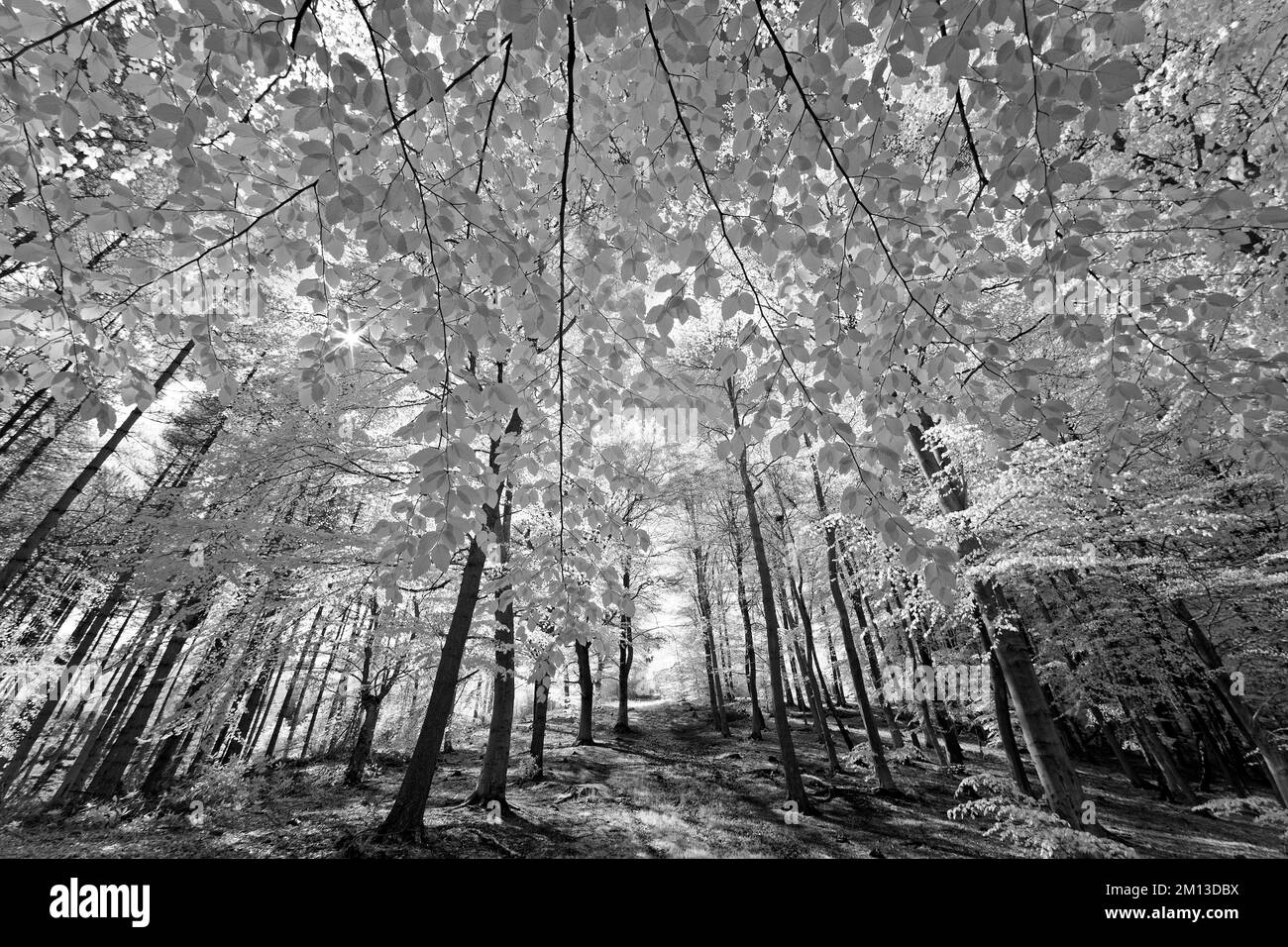 Schwarzweiß-Fotografie von Waldwäldern im Frühling auf Cannock Chase AONB Area of Outstanding Natural Beauty in Staffordshire England Großbritannien Stockfoto