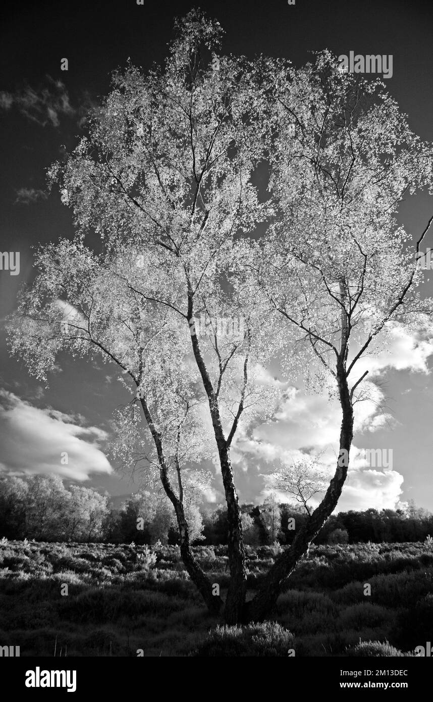 Schwarzweißfoto eines Birkenbaums mit Hintergrundbeleuchtung im Frühling auf der Cannock Chase AONB Area of Outstanding Natural Beauty in Staffordshire England United Stockfoto
