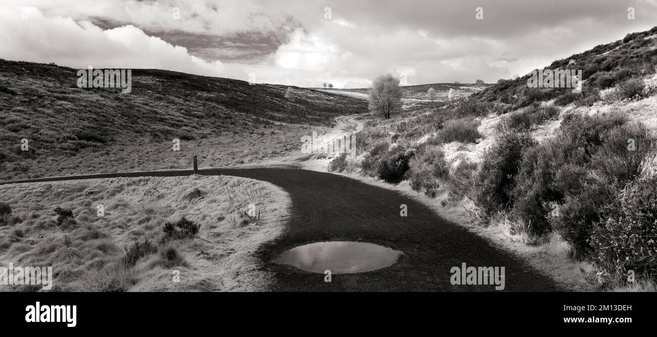 Schwarzweiß-Landschaftsfoto des Sherbrook Valley Pfades durch Heidenland, im Frühling auf Cannock Chase AONB Gebiet von herausragender natürlicher Schönheit Stockfoto