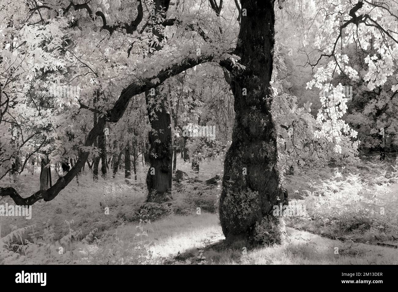 Schwarzweiß-Kunstfoto im alten Eichenwald, einem ehemaligen mittelalterlichen königlichen Jagdwald mit Leben und Überresten von Sesseleiche in Brocton Stockfoto