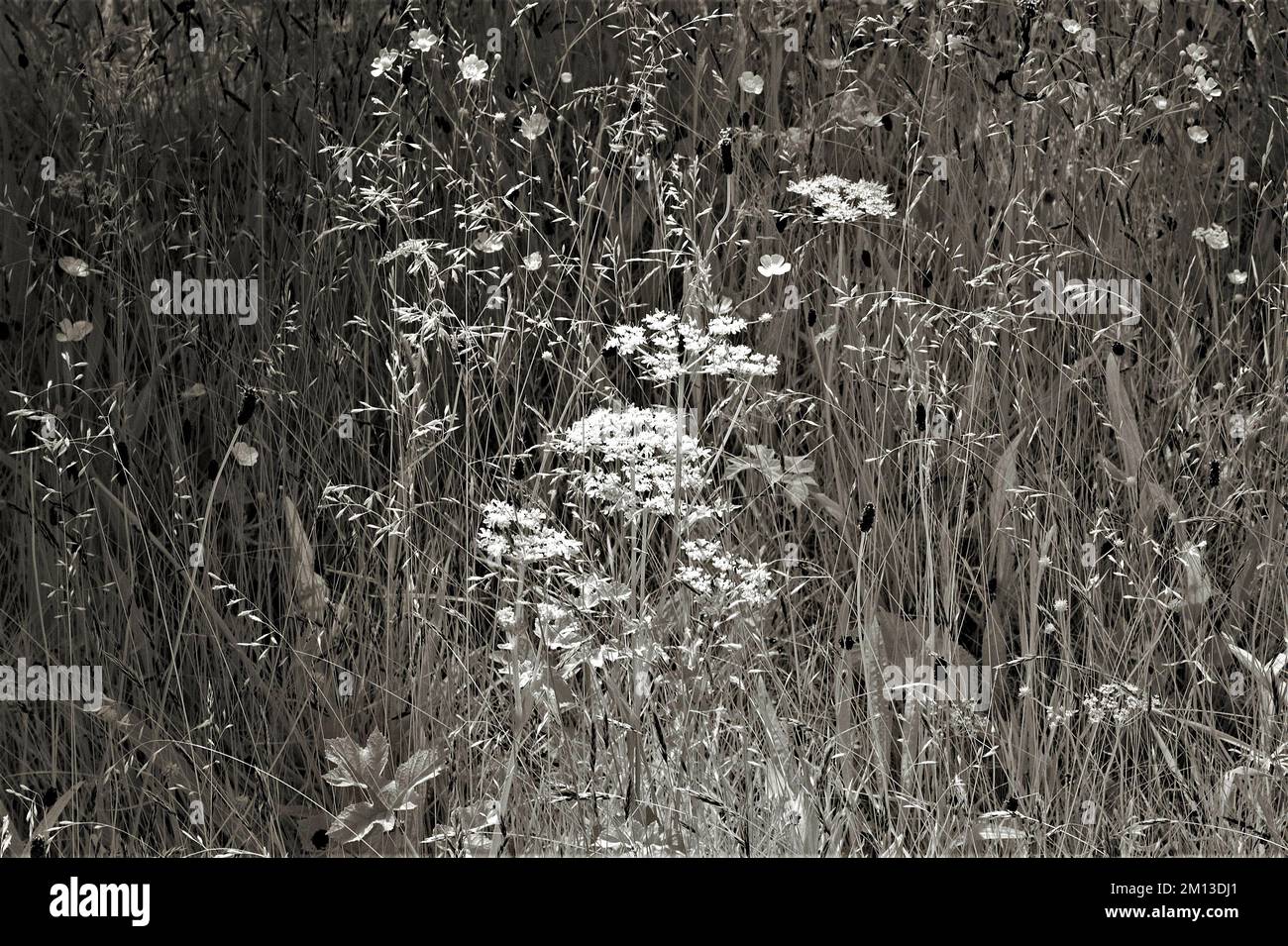 Schwarzweißfoto der Wildblumenwiese Cannock Chase AONB Area of Outstanding Natural Beauty in Staffordshire England, Großbritannien Stockfoto