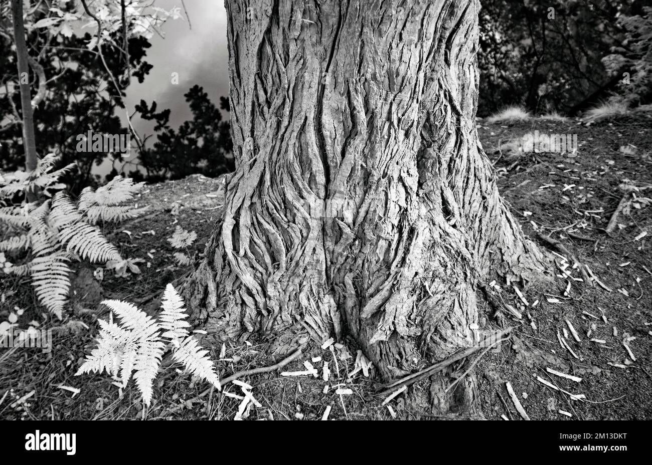 Schwarzweißfoto der strukturierten Rinde eines reifen Pinienbaums im Cannock Chase AONB Area of Outstanding Natural Beauty in Staffordshire, England Stockfoto