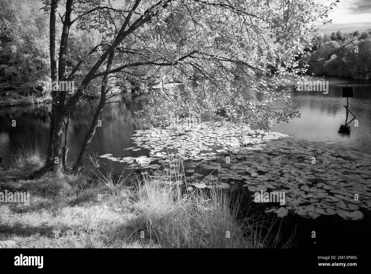 Schwarzweißfoto von Horsepasture Pools in Cannock Chase AONB Area of Outstanding Natural Beauty in Staffordshire England, Großbritannien Stockfoto