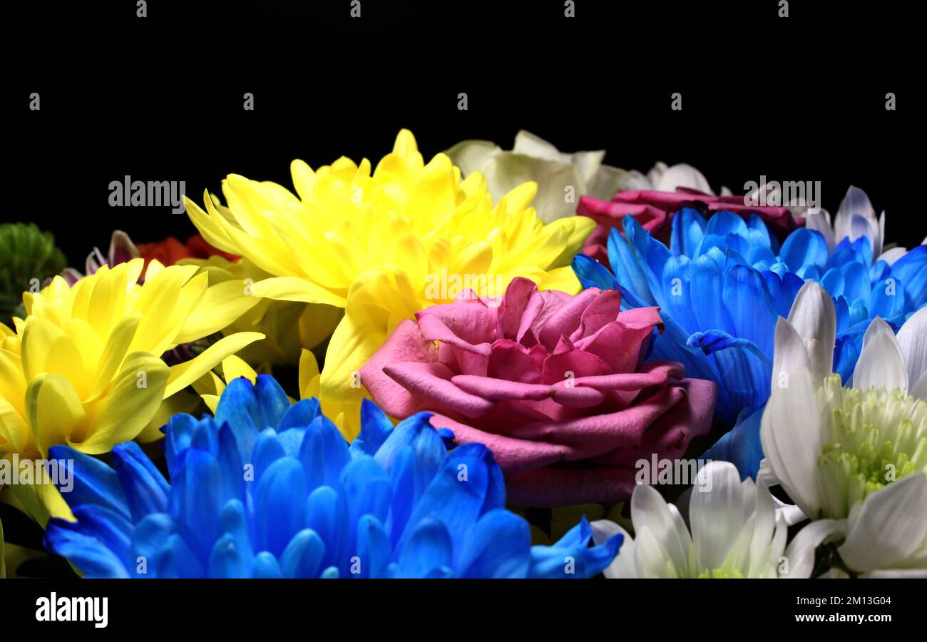 Farbige Chrysanthemen Und Rosen – Nahaufnahme Auf Schwarzem Hintergrund Stockfoto