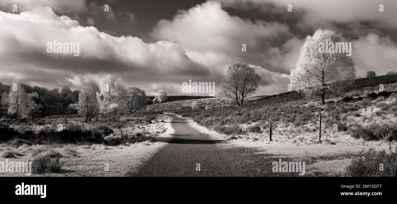 Schwarz-weiße Landschaftsfotografie des Fußwegs durch das Sherbrook Valley unter den Heidenhügeln im Frühling auf Cannock Chase AONB Stockfoto