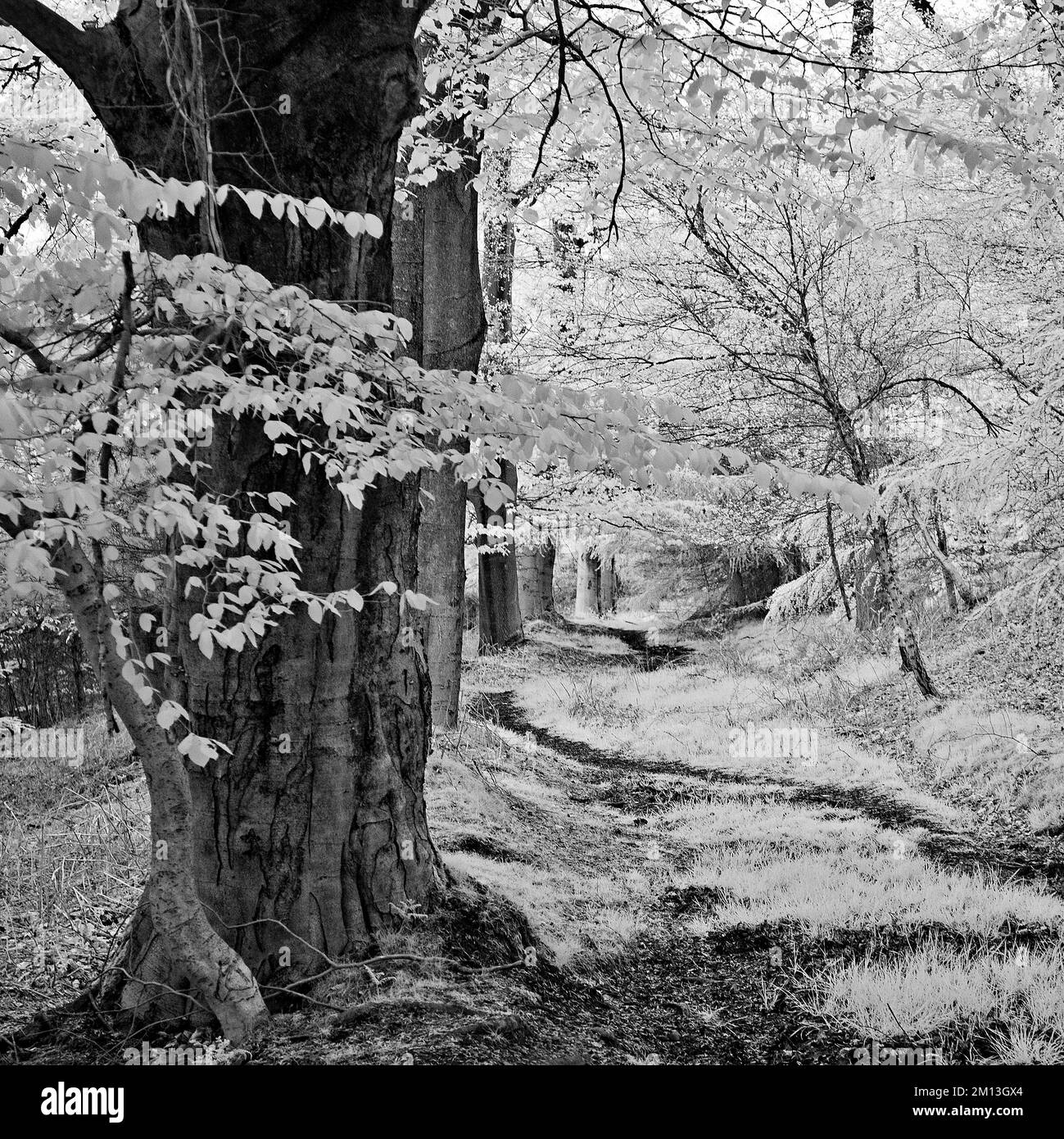 Schwarzweißfoto im Frühling der Laubwälder auf der Cannock Chase AONB Area of Outstanding Natural Beauty in Staffordshire, England Stockfoto